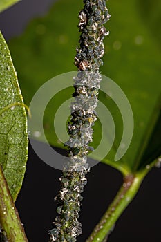 Melon Aphid Insects photo