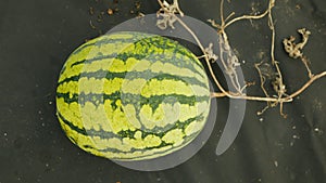 Melon bio farm plant field watermelon planting growth Citrullus lanatus foil citron tsamma jam red-seeded, water
