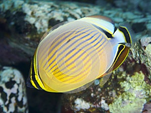 Melon butterflyfish