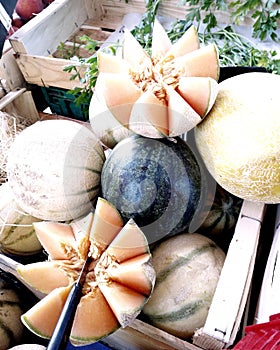 Melon of Cavaillon on the market