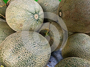Melon (Cucumis melo L.) is a fruit plant belonging to the Cucurbitaceae family photo