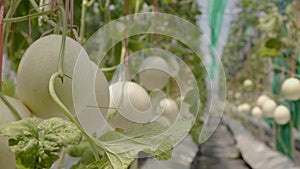 Melon farm using computer control water system in greenhouse