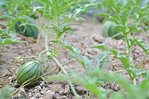 Melon field with heaps of ripe watermelons