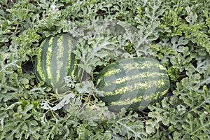 Melon field with heaps of ripe watermelons in summer