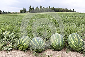 Melon field with heaps of ripe watermelons in summer