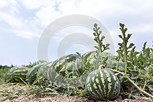 Melon field with heaps of ripe watermelons in summer