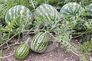 Melon field with heaps of ripe watermelons in summer