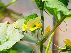 Melon flower on a tree.