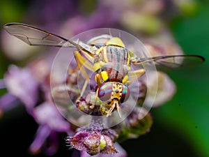 The melon fly is a fruit fly of the family Tephritidae. It is a serious agricultural pest. Used selective focus