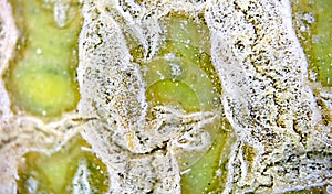 Melon fruit skin at microscope