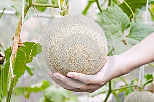 Melon in hand, Cantaloupe melons growing in a greenhouse supported by string melon nets