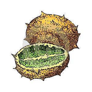 melon kiwano sketch hand drawn vector