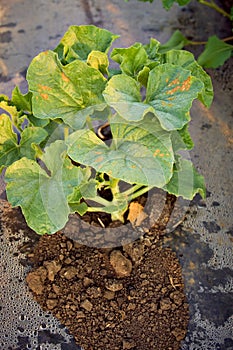 melon leaves in the spring in the field