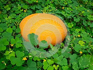 Melon in the middle of flowering herbaceous legume plants outdoors