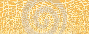 Melon orange texture close up. Round silhouette. Cracked peel structure. Vector background