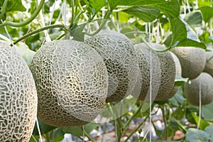 Melon organic produce from the farm.