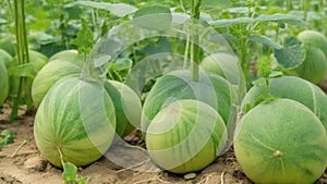 melon plant. cantalope farming using bamboo blades to propagate plants.