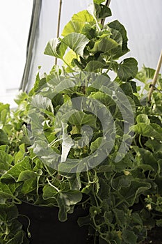 Melon plants growing inside a polytunnel