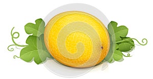 Melon. Ripe delicious juicy fruit. Eps10 vector