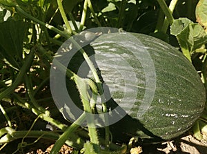 Melon ripens in the Spanish countryside.