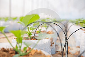 Melon seedling growing in greenhouse