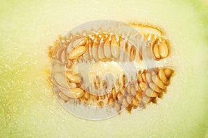 Melon seeds closeup