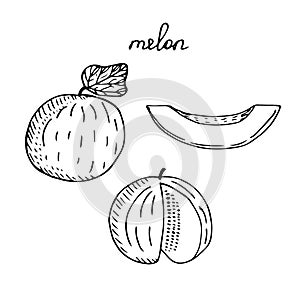 Melon set, vector illustration, sketch