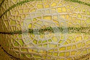 Melon skin texture close up. Summer background.