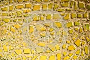 Melon skin texture close up. Summer background.