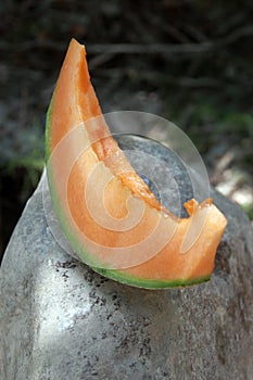 Melon slice