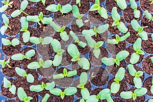 melon sprout in black plastick tray