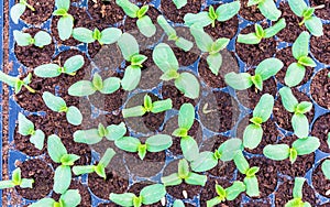 Melon sprout in black plastick tray