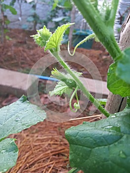 Melon tendrils and prospective fruit poking shyly