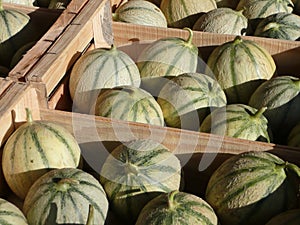 Melons