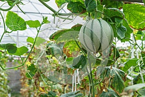 melons in the garden