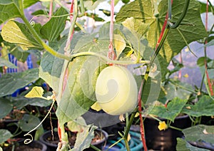 Melons in the garden