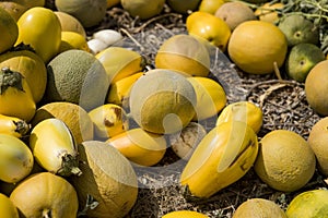 Melons lying on the ground. Spilled fruit of melon.