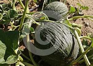 Melons in the orchard.