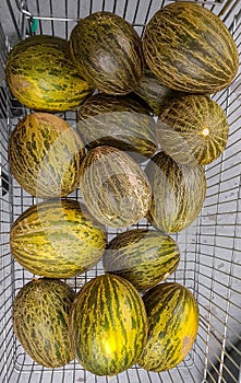 Melons ready to sell and eat ready to sell and eat