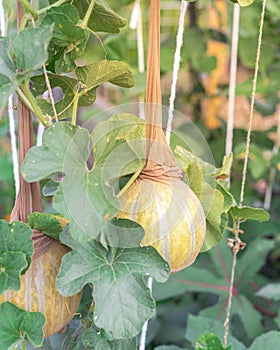 Melons in a sling pantyhose trellising at organic garden near Dallas, Texas, America