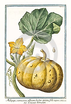 Melopepo verruscosus Cucurbita pepo