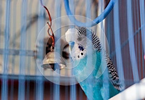 A wavy parrot in a cage