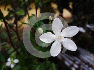 Melor flowers with white petals with yellowish spores on a green or natural background. Pasirmas, Kelantan.