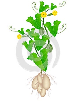 Melothria scabra aka cucamelon or mouse melon plant on a white background.