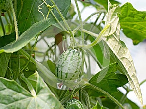 Melothria scabra aka mouse melon, cucamelon plant with fruit of tiny cucumbers that look like melons. photo