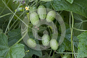 Melothria scabra, mouse melon photo