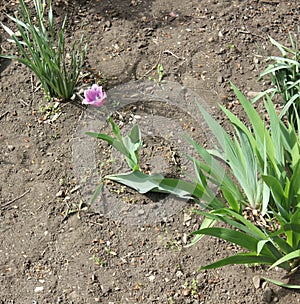 Melrose tulip in blossom in spring season in April