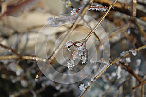 Melt frost from the branches