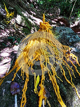 melted candle on the rock, Thai belief, Thailand