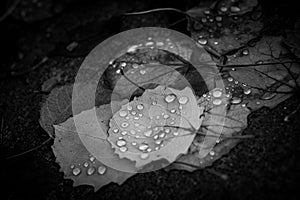 Melted snow droplets on autumn leaves